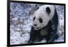 Giant Panda Sitting in Snow-DLILLC-Framed Photographic Print