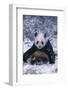 Giant Panda Sitting in Snow-DLILLC-Framed Photographic Print