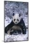 Giant Panda Sitting in Snow-DLILLC-Mounted Photographic Print