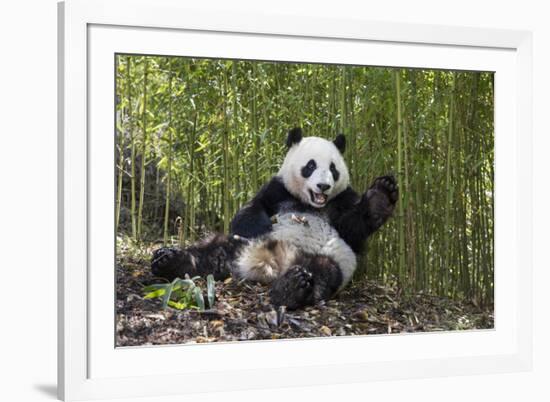 Giant panda sitting, Wolong Nature Reserve, Sichuan, China-Suzi Eszterhas-Framed Photographic Print