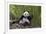 Giant panda sitting, Wolong Nature Reserve, Sichuan, China-Suzi Eszterhas-Framed Photographic Print