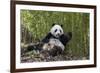 Giant panda sitting, Wolong Nature Reserve, Sichuan, China-Suzi Eszterhas-Framed Photographic Print