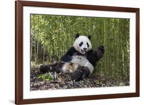 Giant panda sitting, Wolong Nature Reserve, Sichuan, China-Suzi Eszterhas-Framed Photographic Print