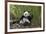 Giant panda sitting, Wolong Nature Reserve, Sichuan, China-Suzi Eszterhas-Framed Photographic Print