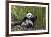 Giant panda sitting, Wolong Nature Reserve, Sichuan, China-Suzi Eszterhas-Framed Photographic Print