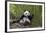 Giant panda sitting, Wolong Nature Reserve, Sichuan, China-Suzi Eszterhas-Framed Photographic Print