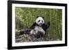 Giant panda sitting, Wolong Nature Reserve, Sichuan, China-Suzi Eszterhas-Framed Photographic Print