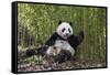 Giant panda sitting, Wolong Nature Reserve, Sichuan, China-Suzi Eszterhas-Framed Stretched Canvas