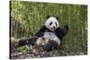 Giant panda sitting, Wolong Nature Reserve, Sichuan, China-Suzi Eszterhas-Stretched Canvas