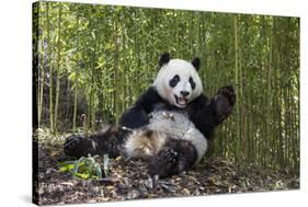Giant panda sitting, Wolong Nature Reserve, Sichuan, China-Suzi Eszterhas-Stretched Canvas