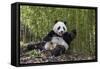 Giant panda sitting, Wolong Nature Reserve, Sichuan, China-Suzi Eszterhas-Framed Stretched Canvas