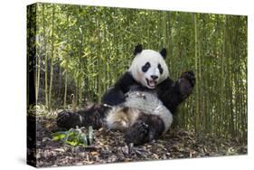 Giant panda sitting, Wolong Nature Reserve, Sichuan, China-Suzi Eszterhas-Stretched Canvas