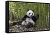 Giant panda sitting, Wolong Nature Reserve, Sichuan, China-Suzi Eszterhas-Framed Stretched Canvas