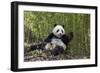 Giant panda sitting, Wolong Nature Reserve, Sichuan, China-Suzi Eszterhas-Framed Photographic Print