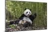 Giant panda sitting, Wolong Nature Reserve, Sichuan, China-Suzi Eszterhas-Mounted Photographic Print