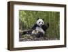 Giant panda sitting, Wolong Nature Reserve, Sichuan, China-Suzi Eszterhas-Framed Photographic Print