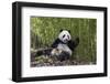 Giant panda sitting, Wolong Nature Reserve, Sichuan, China-Suzi Eszterhas-Framed Photographic Print