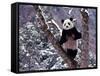 Giant Panda Standing on Tree, Wolong, Sichuan, China-Keren Su-Framed Stretched Canvas