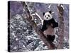 Giant Panda Standing on Tree, Wolong, Sichuan, China-Keren Su-Stretched Canvas