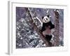 Giant Panda Standing on Tree, Wolong, Sichuan, China-Keren Su-Framed Photographic Print