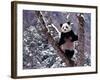 Giant Panda Standing on Tree, Wolong, Sichuan, China-Keren Su-Framed Photographic Print