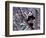 Giant Panda Standing on Tree, Wolong, Sichuan, China-Keren Su-Framed Photographic Print