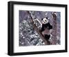 Giant Panda Standing on Tree, Wolong, Sichuan, China-Keren Su-Framed Photographic Print