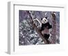 Giant Panda Standing on Tree, Wolong, Sichuan, China-Keren Su-Framed Photographic Print