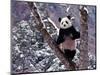 Giant Panda Standing on Tree, Wolong, Sichuan, China-Keren Su-Mounted Photographic Print