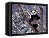 Giant Panda Standing on Tree, Wolong, Sichuan, China-Keren Su-Framed Stretched Canvas