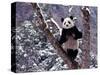 Giant Panda Standing on Tree, Wolong, Sichuan, China-Keren Su-Stretched Canvas