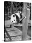 Giant Panda Su-Lin at the Brookfield Zoo in Illinois, USA, Ca. 1937-null-Stretched Canvas