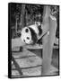 Giant Panda Su-Lin at the Brookfield Zoo in Illinois, USA, Ca. 1937-null-Framed Stretched Canvas