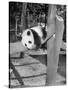 Giant Panda Su-Lin at the Brookfield Zoo in Illinois, USA, Ca. 1937-null-Stretched Canvas