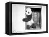 Giant Panda Su-Lin at the Brookfield Zoo in Illinois, USA, Ca. 1937-null-Framed Stretched Canvas