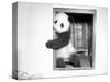 Giant Panda Su-Lin at the Brookfield Zoo in Illinois, USA, Ca. 1937-null-Stretched Canvas