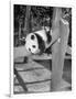 Giant Panda Su-Lin at the Brookfield Zoo in Illinois, USA, Ca. 1937-null-Framed Photographic Print