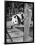 Giant Panda Su-Lin at the Brookfield Zoo in Illinois, USA, Ca. 1937-null-Framed Photographic Print