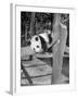 Giant Panda Su-Lin at the Brookfield Zoo in Illinois, USA, Ca. 1937-null-Framed Photographic Print