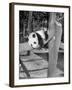 Giant Panda Su-Lin at the Brookfield Zoo in Illinois, USA, Ca. 1937-null-Framed Photographic Print