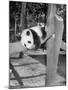 Giant Panda Su-Lin at the Brookfield Zoo in Illinois, USA, Ca. 1937-null-Mounted Photographic Print