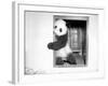 Giant Panda Su-Lin at the Brookfield Zoo in Illinois, USA, Ca. 1937-null-Framed Photographic Print