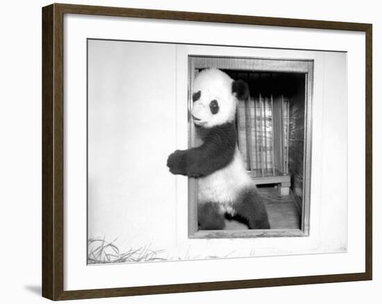 Giant Panda Su-Lin at the Brookfield Zoo in Illinois, USA, Ca. 1937-null-Framed Photographic Print