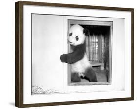 Giant Panda Su-Lin at the Brookfield Zoo in Illinois, USA, Ca. 1937-null-Framed Photographic Print