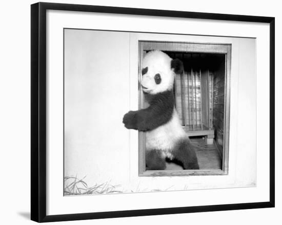 Giant Panda Su-Lin at the Brookfield Zoo in Illinois, USA, Ca. 1937-null-Framed Photographic Print