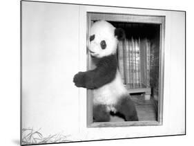 Giant Panda Su-Lin at the Brookfield Zoo in Illinois, USA, Ca. 1937-null-Mounted Photographic Print