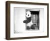 Giant Panda Su-Lin at the Brookfield Zoo in Illinois, USA, Ca. 1937-null-Framed Photographic Print