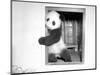 Giant Panda Su-Lin at the Brookfield Zoo in Illinois, USA, Ca. 1937-null-Mounted Photographic Print