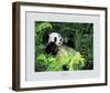 Giant Panda, Szechwan Province, China-Fernandez-Framed Art Print