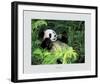 Giant Panda, Szechwan Province, China-Fernandez-Framed Art Print